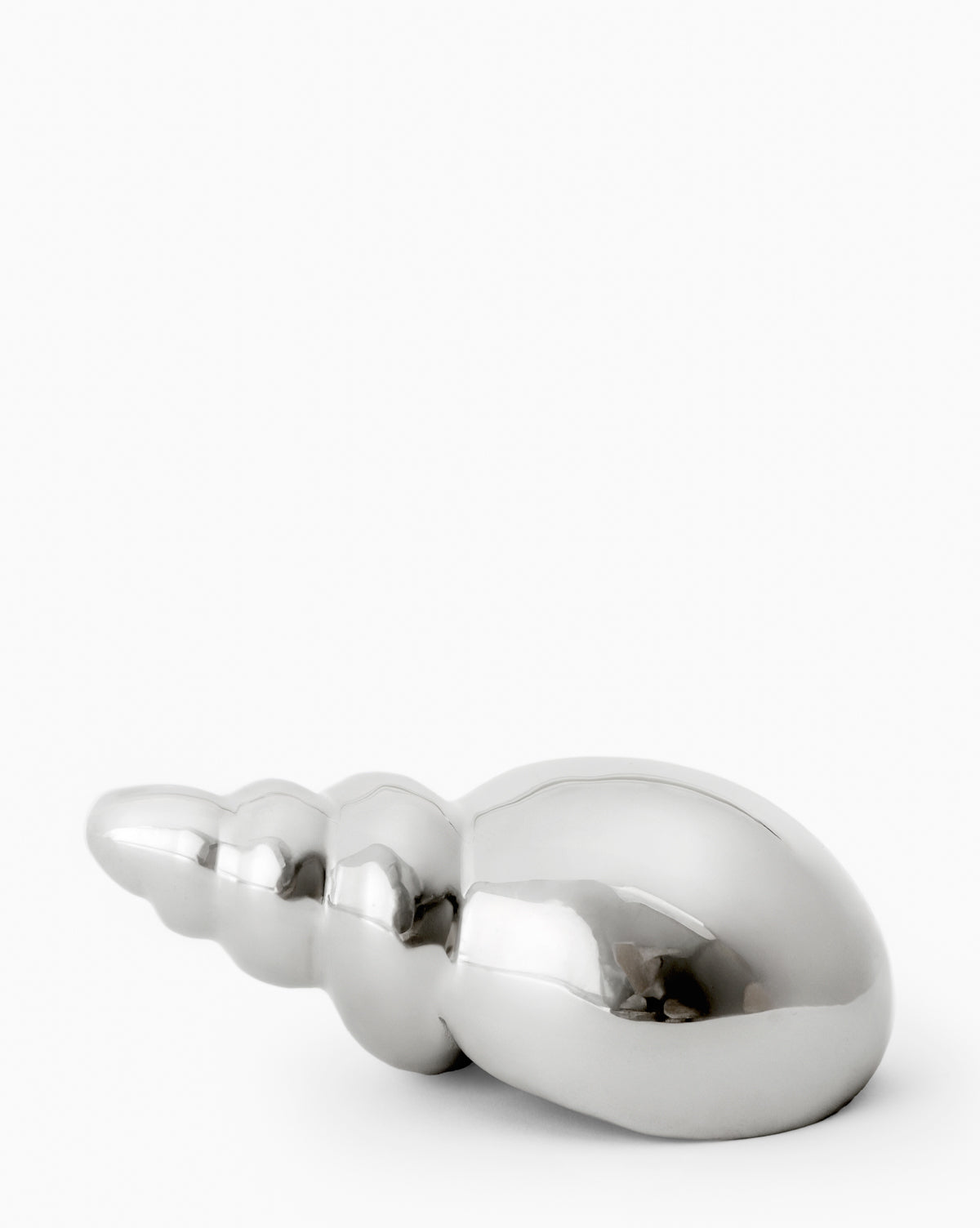 Tulip Shell